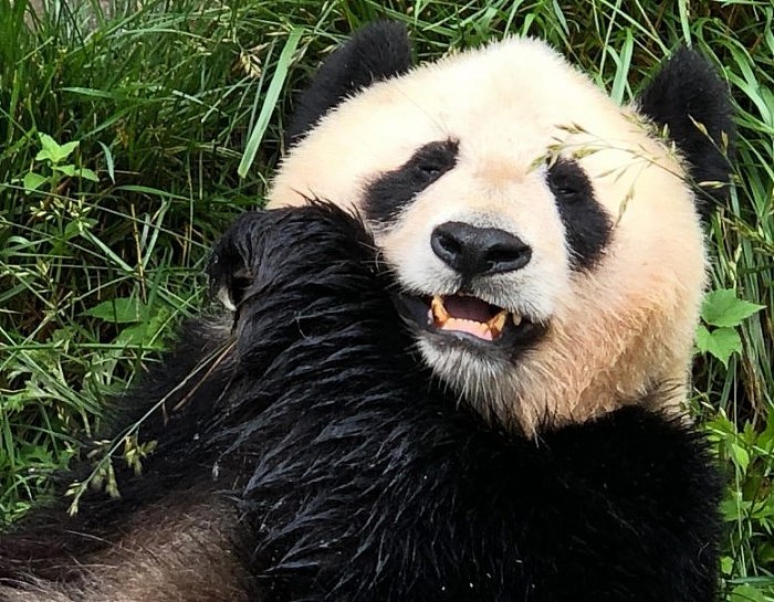 全球最新大熊猫存量数字公布：圈养673只、野外1864只 - 1