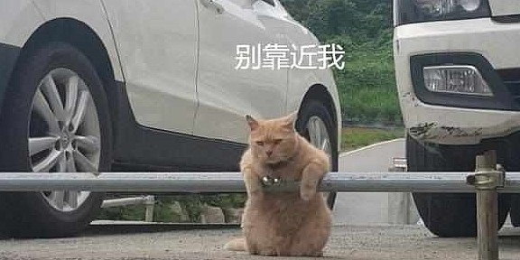 停车场有一只橘猫，每天凶巴巴地盯着路人：别耍花招，这片归我管 - 1