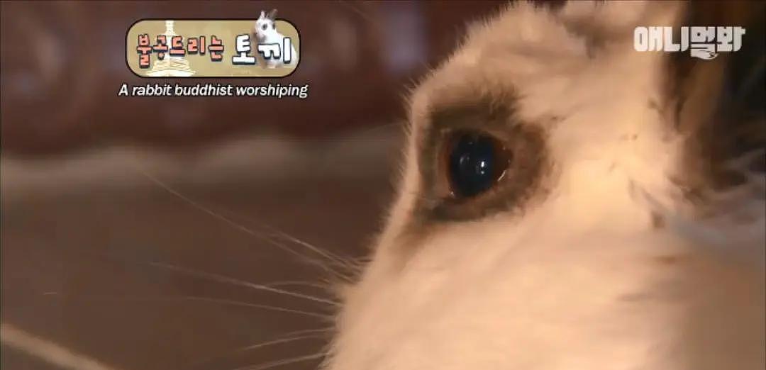 韩国最“佛系”兔子！拜佛两年斩断前尘，戒掉了胡萝卜世俗的欲望 - 11
