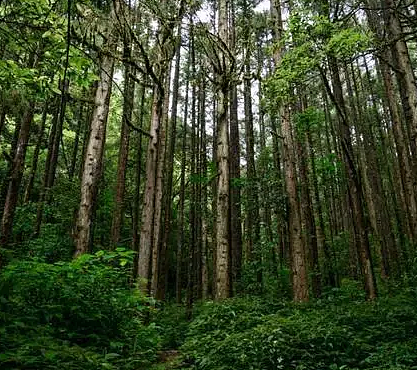 世界上最濒危的森林有哪些？分别在什么地方？ - 1