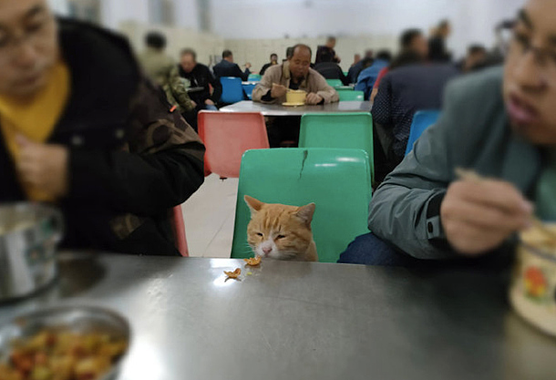 两位小伙在食堂里吃饭，1只橘猫突然挤了进来：不介意拼个桌吧？ - 1