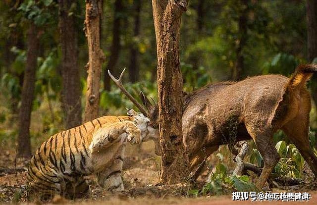 猫科动物如何捕杀猎物？美洲虎咬头骨，狮子跳背上，老虎用巴掌 - 4