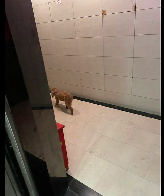 狗狗独自坐电梯，网友逐一按楼层给它找家，花了10分钟终于找到了 - 3