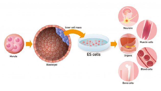干细胞如何分化成多种不同类型的细胞，最终组成了我们的身体