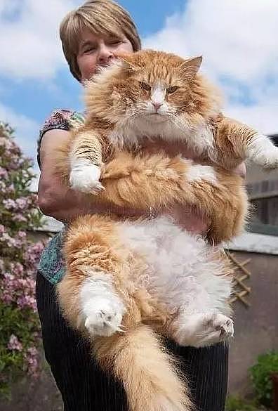 世界上最大的猫，有着与体型不相符的温柔内心，可以轻易赶跑狐狸 - 1