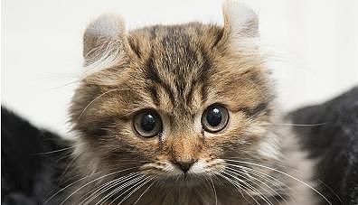 只美国短毛猫在纽约生下两品奇怪的小猫，其被毛卷而弯曲，非常像两只小羊羔 - 2