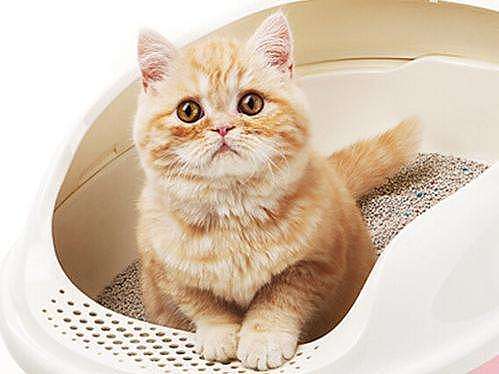 猫猫日记：小猫尿闭 - 1