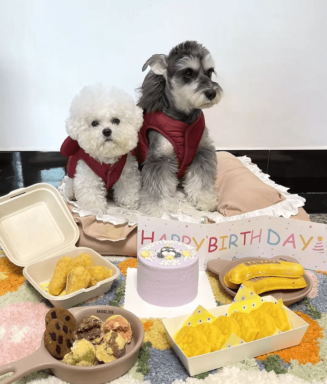 宠物烘焙成热门职业，她们每月至少给100只狗狗制作生日蛋糕 - 4
