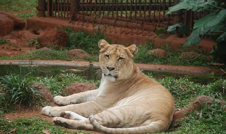 吓人！世界上体型最大的猫科动物，仅存一千头，不是老虎！ - 1