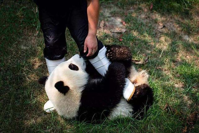 饲养员发现少了一只熊猫，抬头一看两腿发抖啊：我滴个亲娘啊 - 2