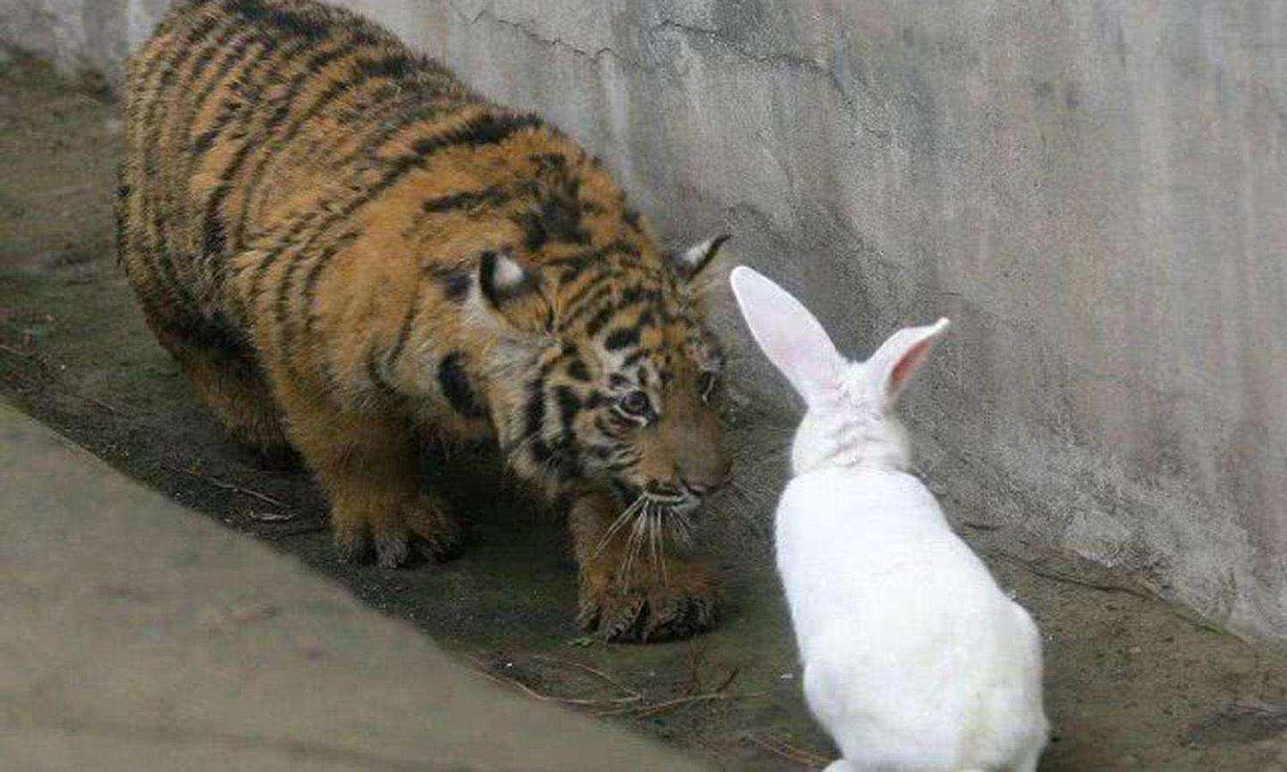 饲养员想激发小老虎的兽性，丢进几只兔子，游客：看一次笑一次！ - 2