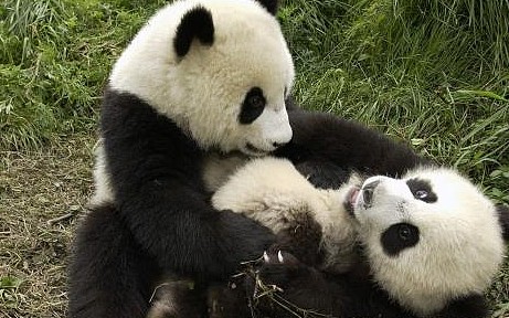 熊猫团子背着小背篓找食物，小模样太可爱，萌化网友心 - 3