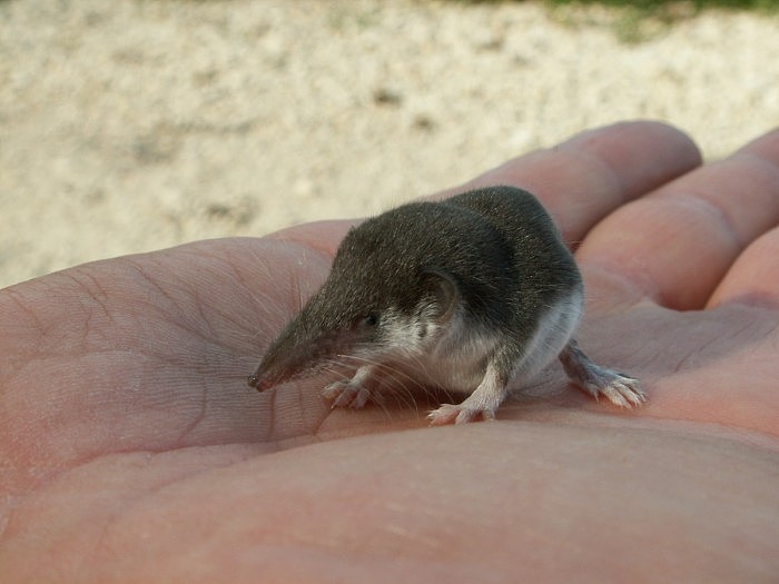 1920_bicoloredshrew.jpg