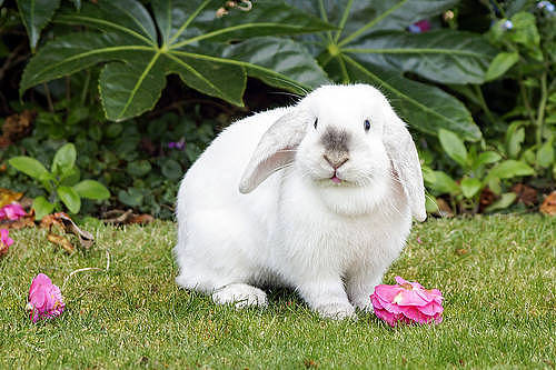 兔子日记：人吃的益生菌兔子能吃吗 - 3