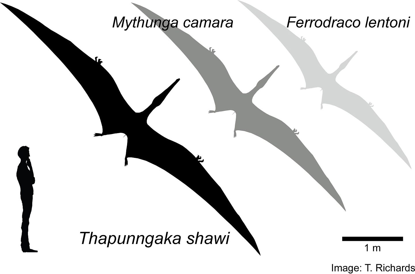 澳大利亚研究人员发现一种新翼龙：翼展有7米长 - 2