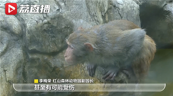 南京网红猕猴归山受挫挨了一顿揍 动物专家：融入新家概率较高 - 1