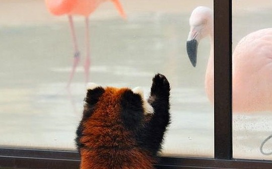 小熊猫讨要苹果被拒绝，遭火烈鸟嘲笑体型，羞怒下抱紧饲养员大腿 - 7