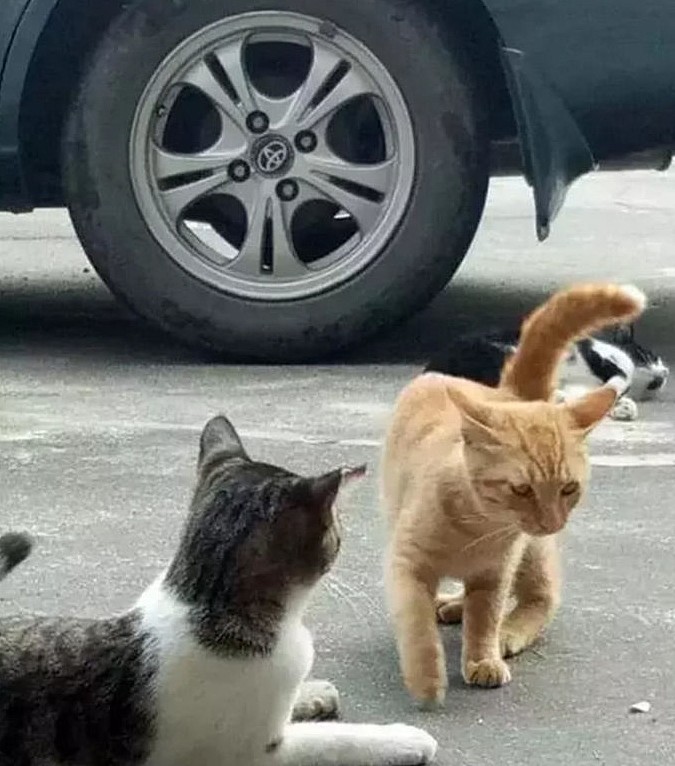 狸花猫挑衅过路橘猫，却被橘猫“一招”制服，狸花猫表情亮了 - 1