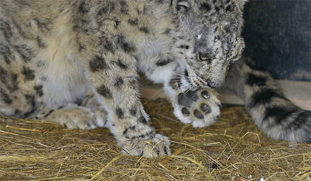 玉树一只雪豹1岁失去母亲，连旱獭都抓不到，捕食时被野狗咬伤 - 8