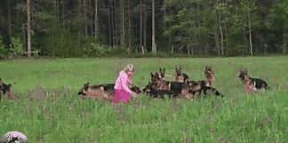 农场经常出现野猪，男子养了13只德牧，用来当女儿“保镖” - 6