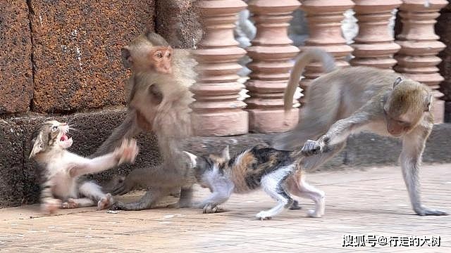 猫咪滞留动物园猴山，被猴子折磨撕咬，猴子为什么会那么讨厌猫？ - 6