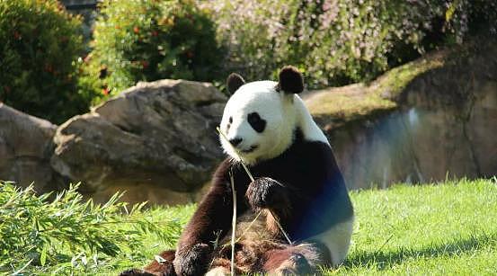 熊猫也会秃头！谢顶后露出粉红色头皮，饲养员称正恢复生长中 - 2