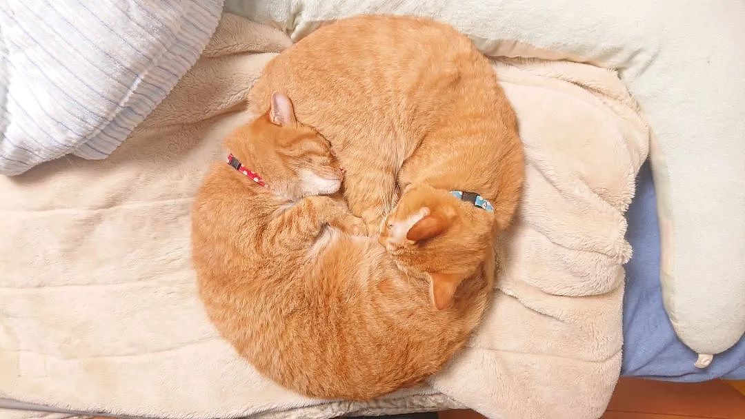 这对橘猫双胞胎必须要抱在一起才能睡着，也许这就叫做如胶似漆吧 - 4