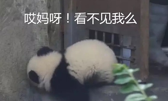 熊猫团子：开门小心点，别撞到本熊，撞傻了咋办！奶妈：迟了…… - 2