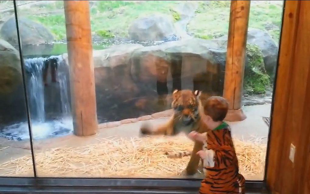 熊孩子假扮老虎混入动物园，不由屏住呼吸差点报警！ - 4