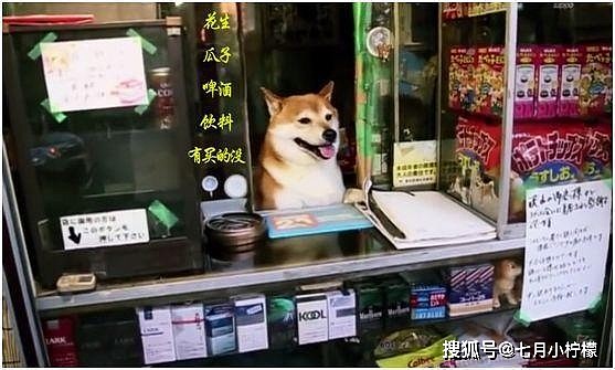 日本老板用柴犬当售货员，它却天天卖萌，没想到生意这么火爆！ - 1