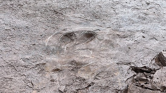 广东肇庆首次发现恐龙遗迹，发现人是一位广州的中学生 - 1