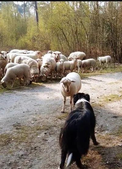 荷兰一只牧羊犬遭遇职业危机，被一只绵羊公开挑衅，还被羊群围观 - 2