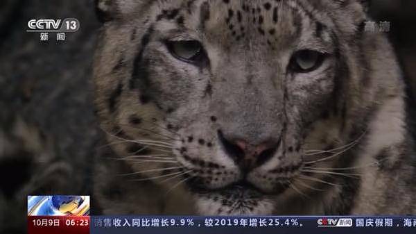 全球最美猫科动物！来看“雪山精灵 ”雪豹的自述→ - 5