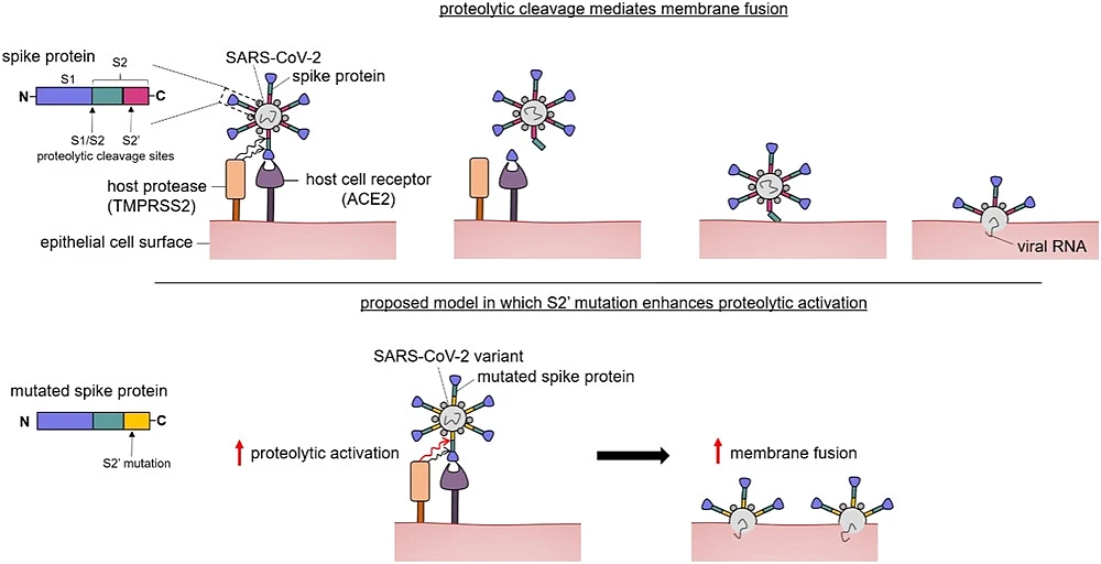 遗传学研究可能有助于识别更危险的SARS-CoV-2病毒菌株 - 2