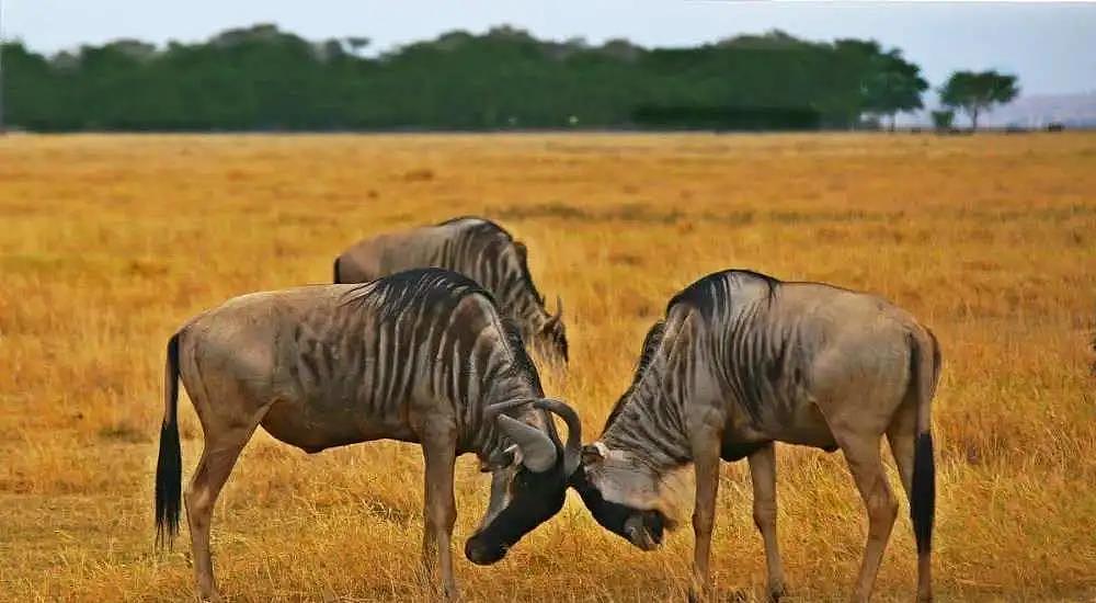 角马打架致马角缠绕，活着的一方被迫看着斑鬣狗一点点吃掉对方 - 1