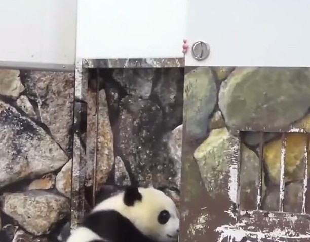 熊猫在日本的生活，过得无法无天，团子：我不听，就要举高高！ - 1