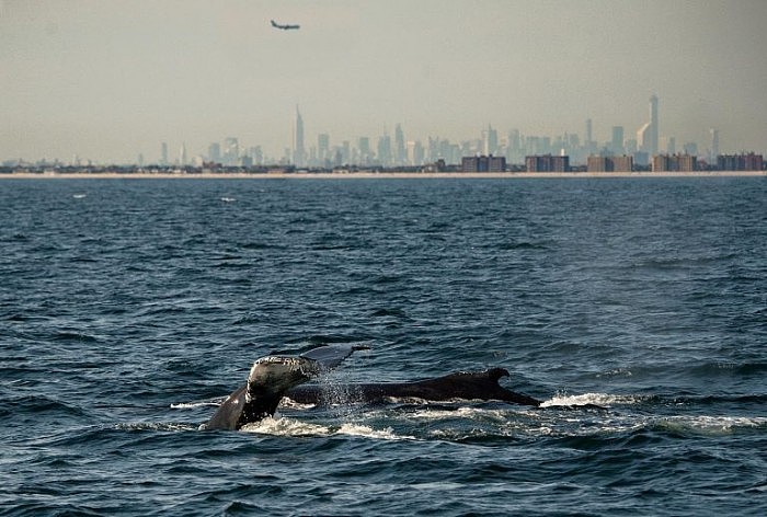 Humpback-Whale-in-NY-768x518.jpg
