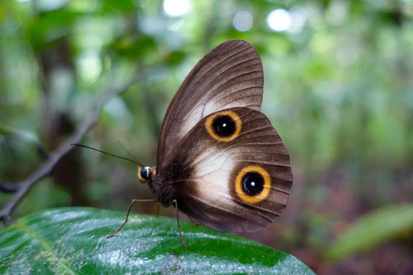 研究发现蝴蝶眼斑重新利用了使触角、腿和翅膀成形的基因网络 - 1