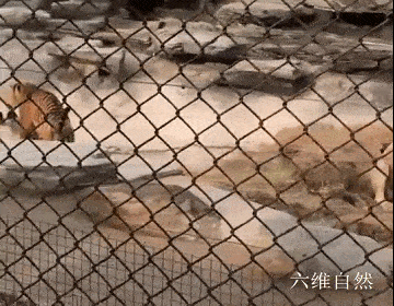 北京野生动物园中一头老虎欺负白色雄狮，被一只狗吠了几下，老虎就被吓走 - 6