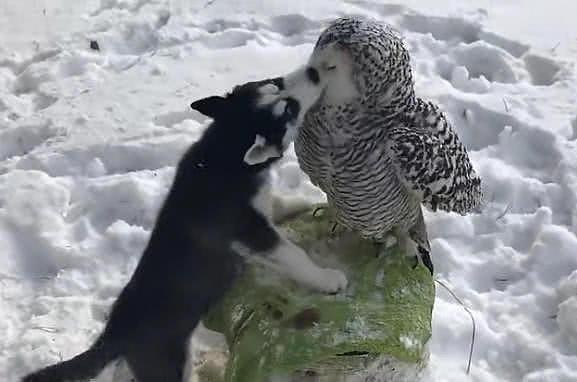 哈士奇玩雪遇到一只猫头鹰，主人跑过去一看怒吼：傻狗，不能亲！ - 1