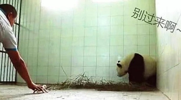 熊猫妈妈第一次生宝宝，吓得躲在墙角，团子：这小老鼠和我没关系 - 3