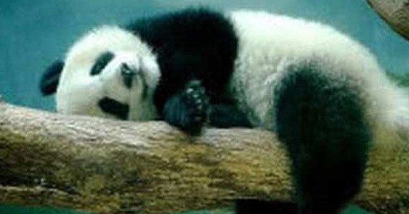 千万不要逗熊猫，否则你身后会后悔，它可能会以身相许 - 4