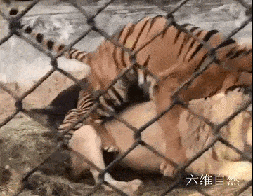 北京野生动物园中一头老虎欺负白色雄狮，被一只狗吠了几下，老虎就被吓走 - 3