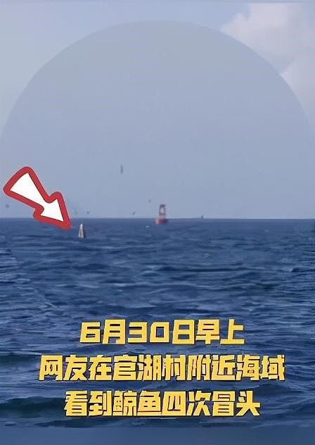 鲸鱼连续多日现身深圳大鹏湾 专家：别去围观、过往船只不要靠近 - 1
