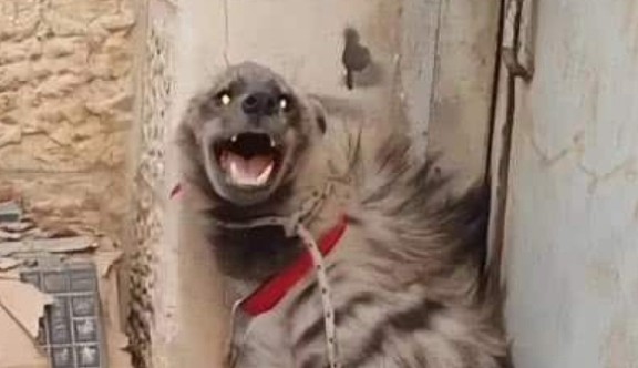 非洲人为啥不怕鬣狗？短短几十秒的视频，看完满满的心酸！ - 1