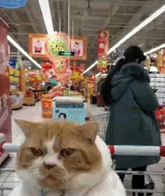 网友带橘猫逛超市，不一会儿就成为了焦点，猫：头要被摸禿的节奏 - 4