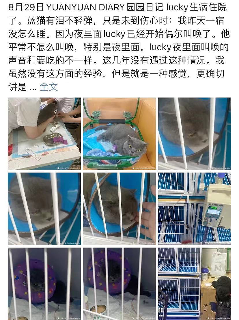 8.29园园日记：lucky生病住院了。蓝猫有泪不轻弹只是未到伤心时 - 1