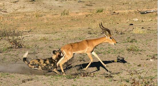 斑羚看到野狗本没在意，被追上才开始后悔，下场如此残忍不忍直视 - 2