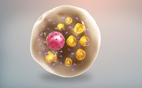 褐色脂肪细胞的示意图：细胞内有许多线粒体（紫色）和分散的小脂滴（黄色）（图片来源：参考资料[2]；Credit：Scientific Animations， CC BY-SA）