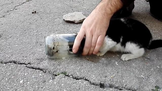 小猫咪的头卡在了玻璃罐，暖心的网友伸出了援手，让小猫重获自由 - 1